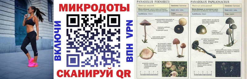 Галлюциногенные грибы Magic Shrooms  продажа наркотиков  Стерлитамак 